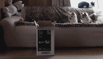 paradoja del gato de shcrodinger
