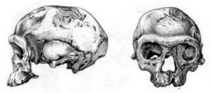 homo sapiens