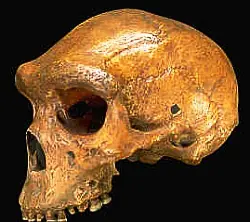 Sapiens