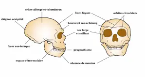neandertal