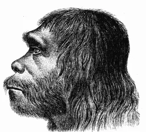 homo sapiens