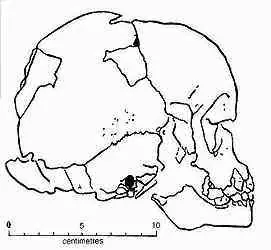 homo sapiens
