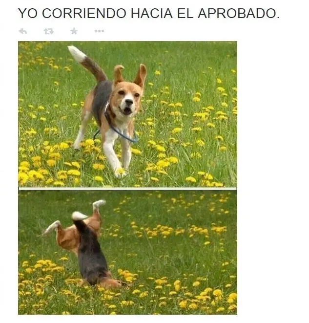 megapost imagenes