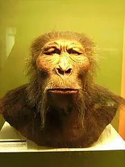 Darwin
