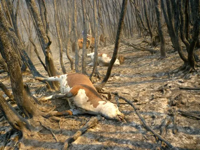 Confirmado: Mapuches Separatistas incendiaron los bosques