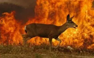incendio en cholila