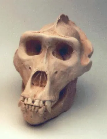 Darwin No Tiene Razón