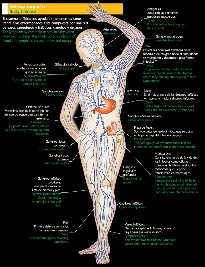 Anatomia_Linfaticos y Laringe_Videoclases