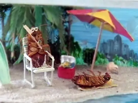 insectos