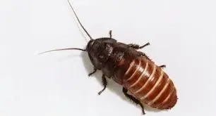 cucaracha
