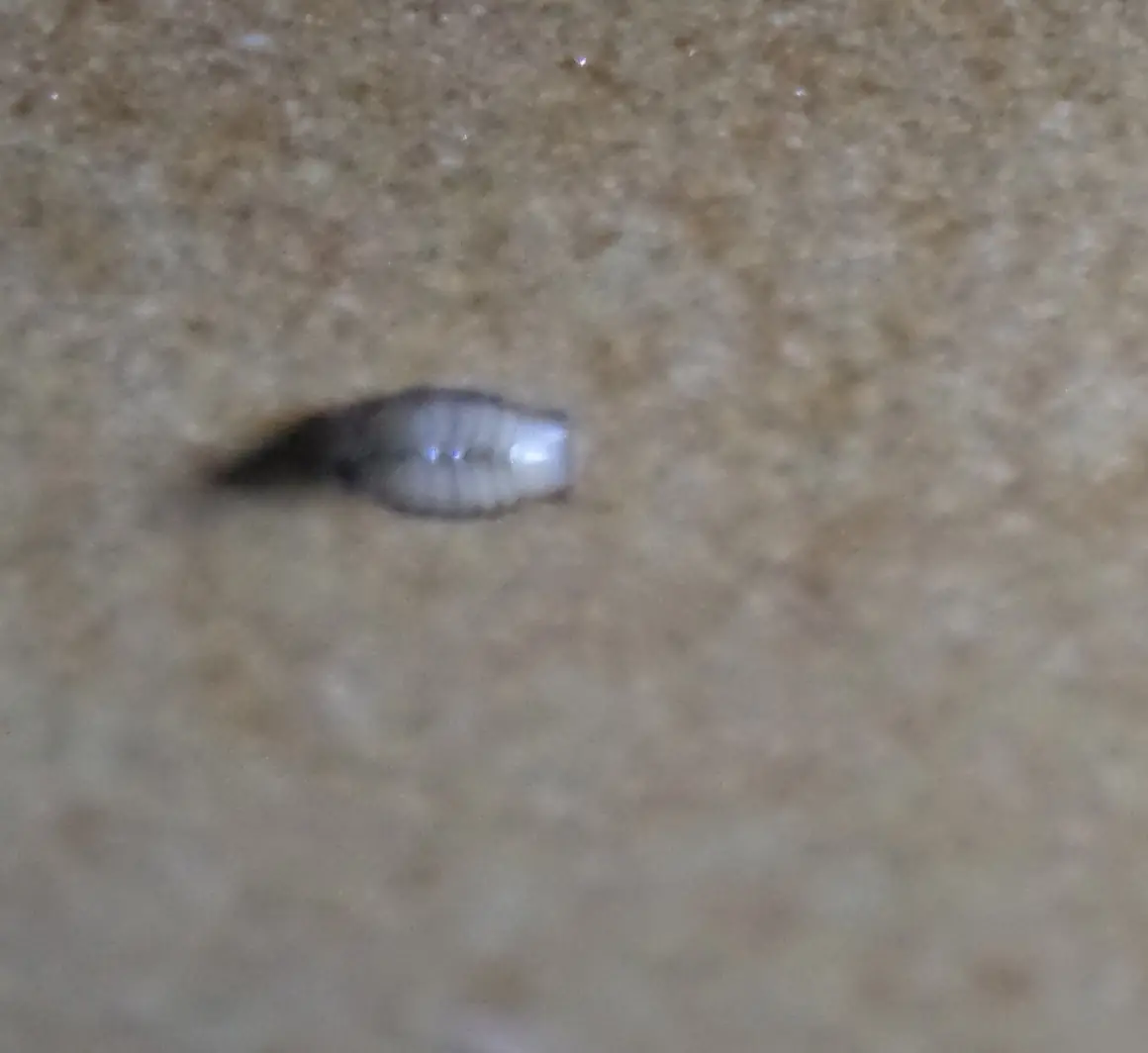 Parasito