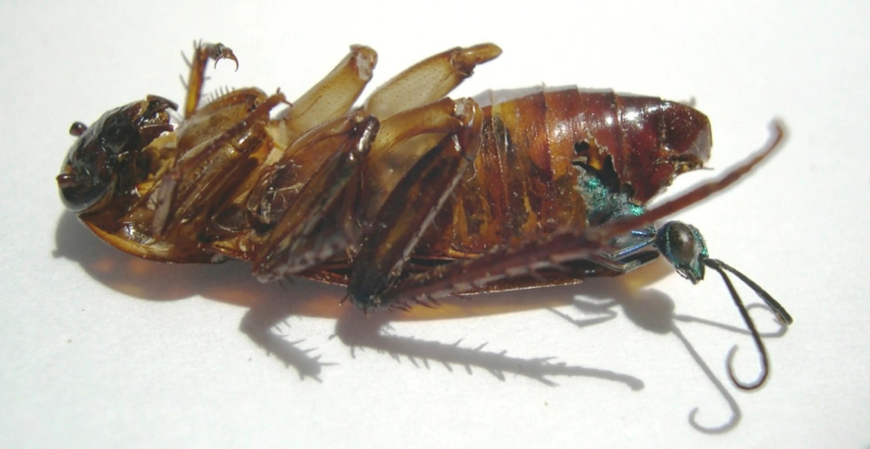 parasitismo