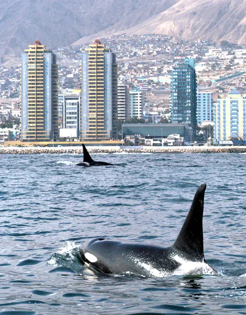 Junta Taringuera Antofagasta..., mi cuidad.