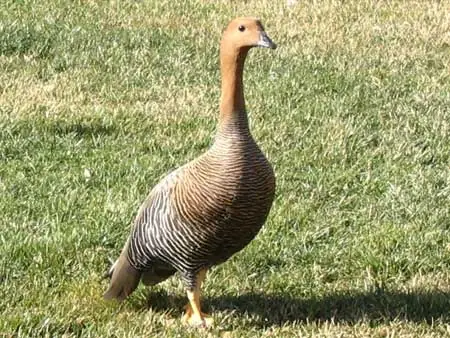 Animales de la Agentina en extincion.