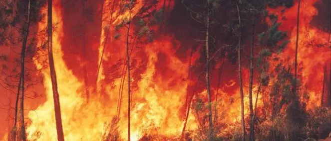 Exigimos el Cumplimiento de la Ley de Bosques Firma ahora!