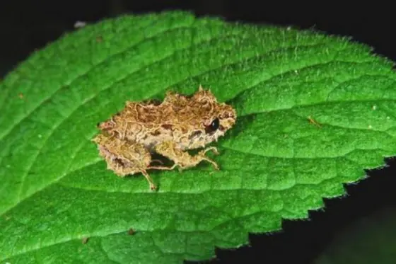 rana rana