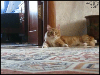 Gifs
