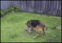 Entra y reite con los mejores gifs de animales