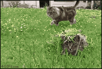 Entra y reite con los mejores gifs de animales