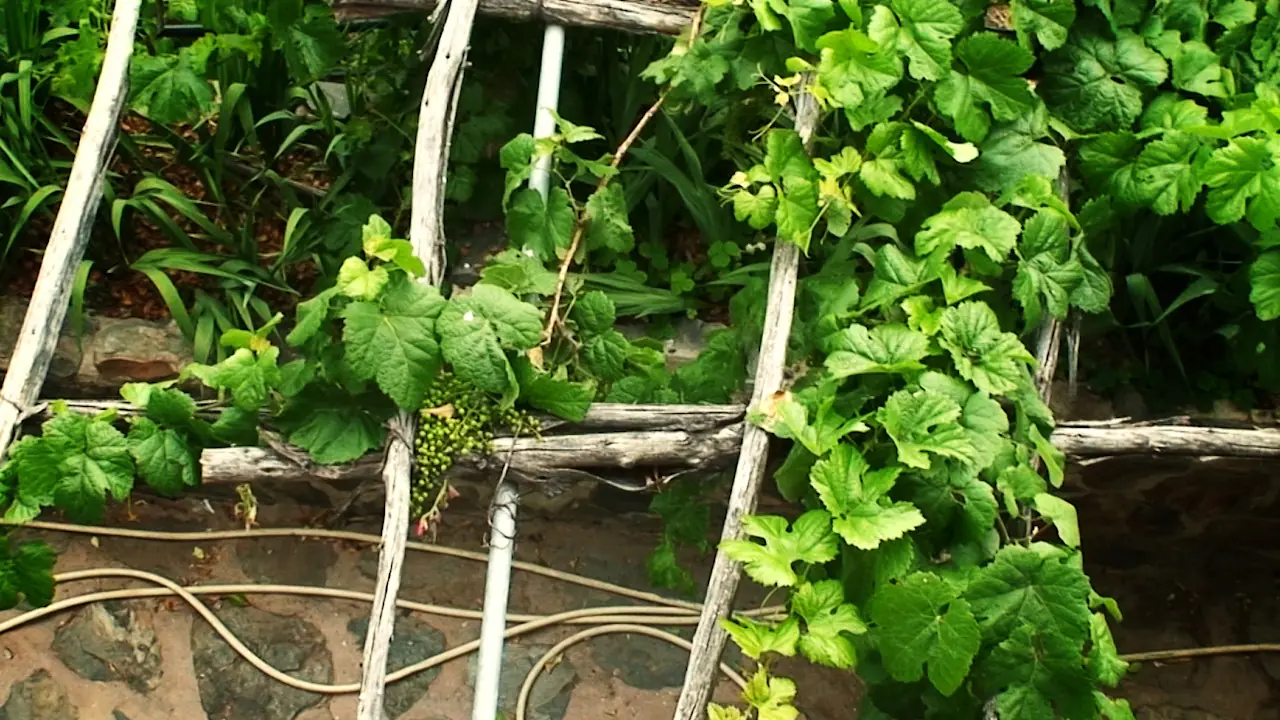 La uva