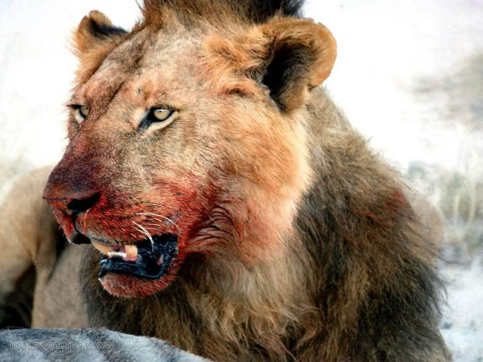 "El león mata para sobrevivir. Los humanos también" (¿?)