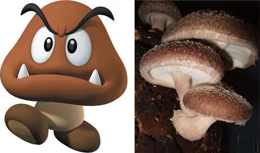 Nintendo