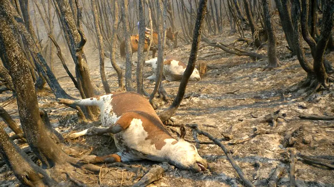incendio