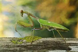 Los insectos