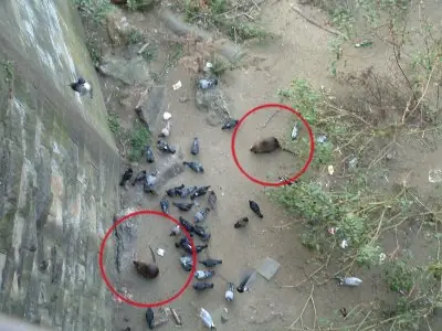 aterrorizados por ratas que atacan chanchos y ovejas