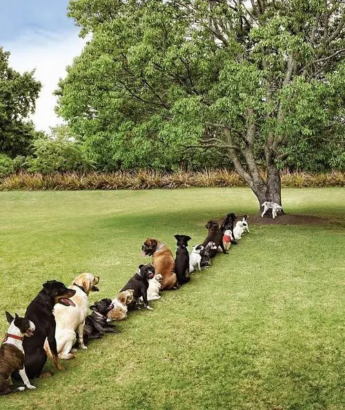 humor grafico