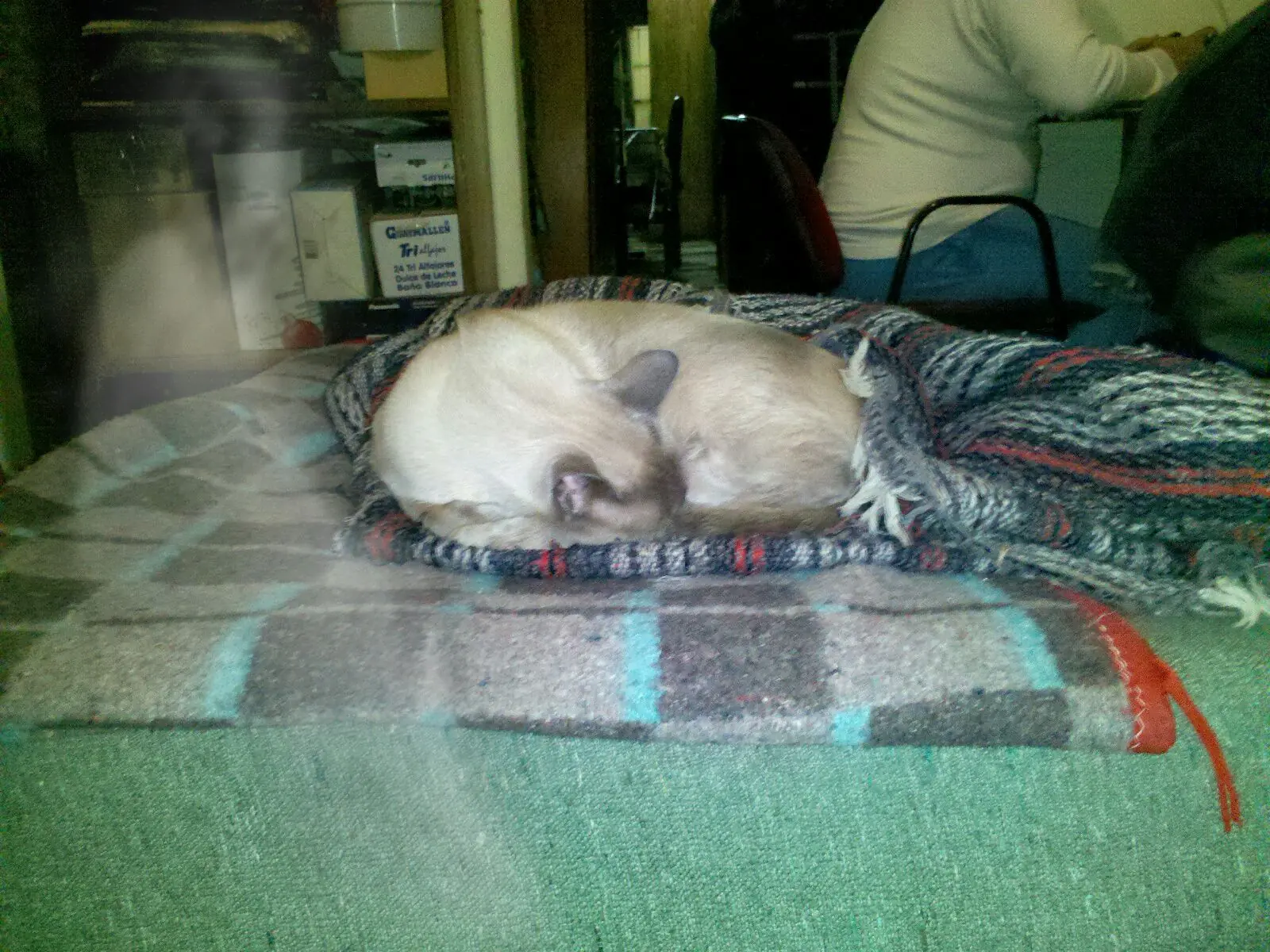 el fantasma de rosario en mi casa