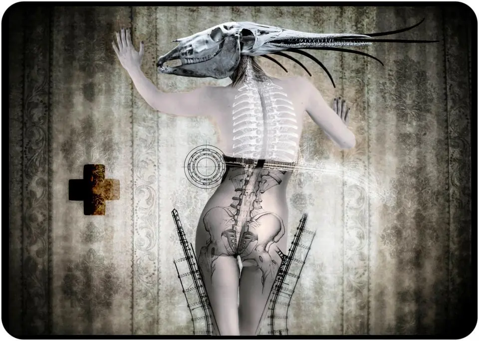 anatomia