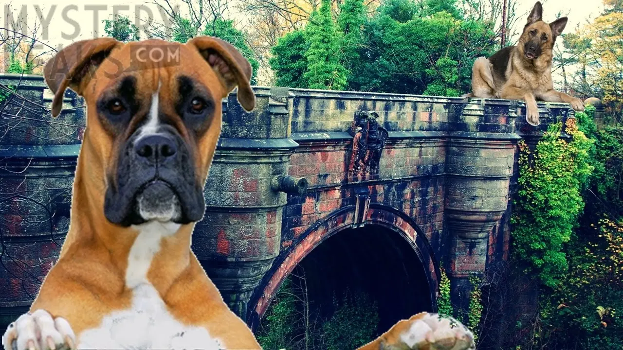 EL puente de los perros suicidas