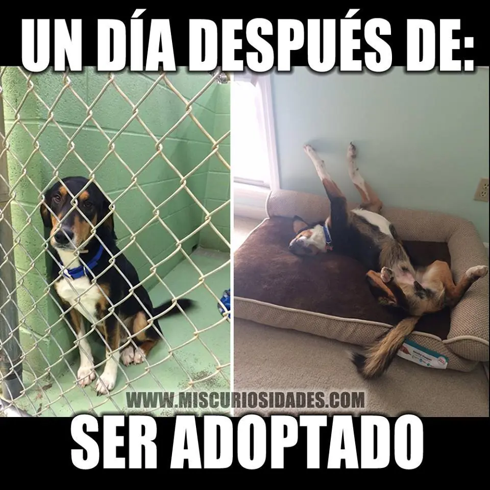 Animaladas 2da Parte
