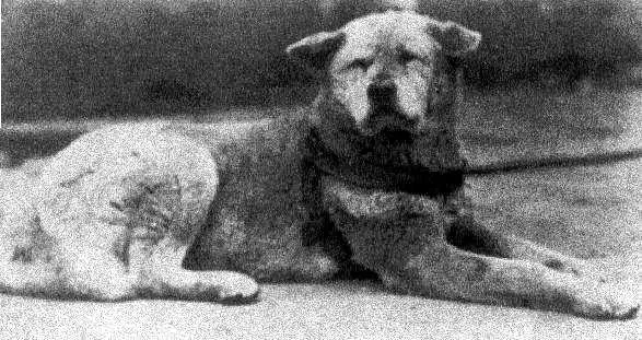 hachiko un amigo fiel