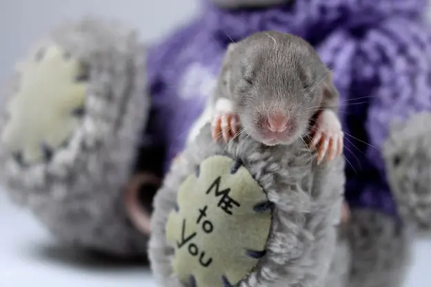 18 razones por las cuales las ratas son subestimadas