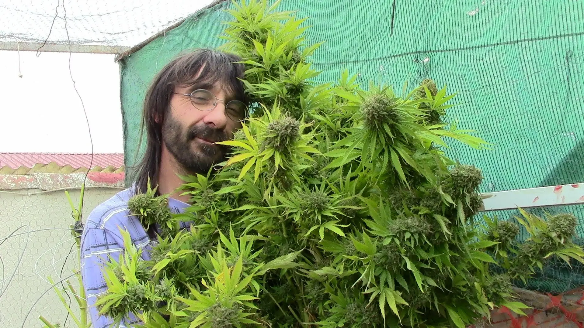 Marihuana: 100 veces menos dañina que tabaco y alcohol