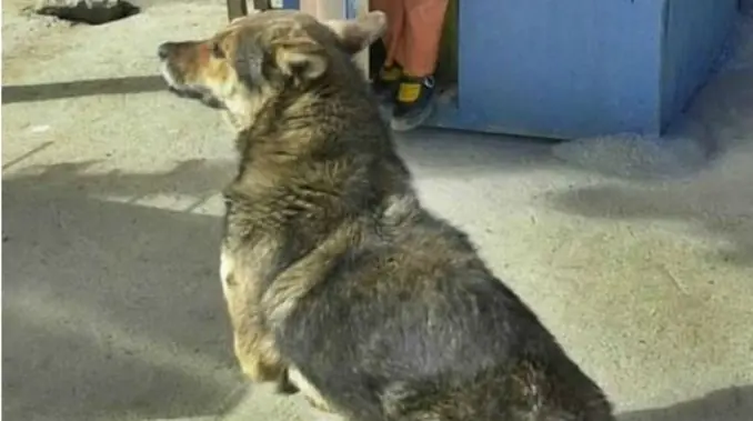 perro