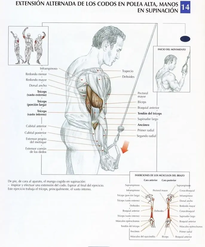 triceps con mancuernas