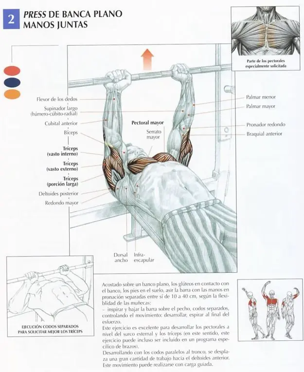 triceps