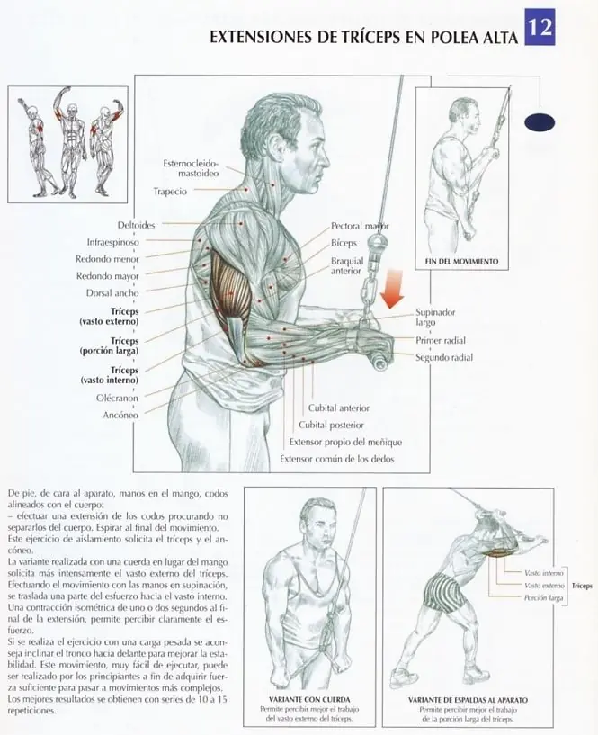 biceps con mancuernas