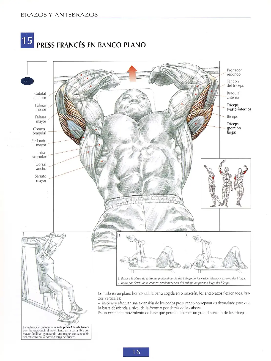 biceps con mancuernas