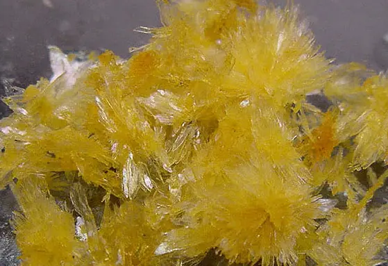 tibetano