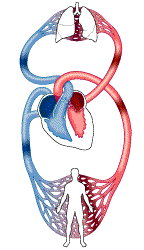 Sistema Cardiovascular