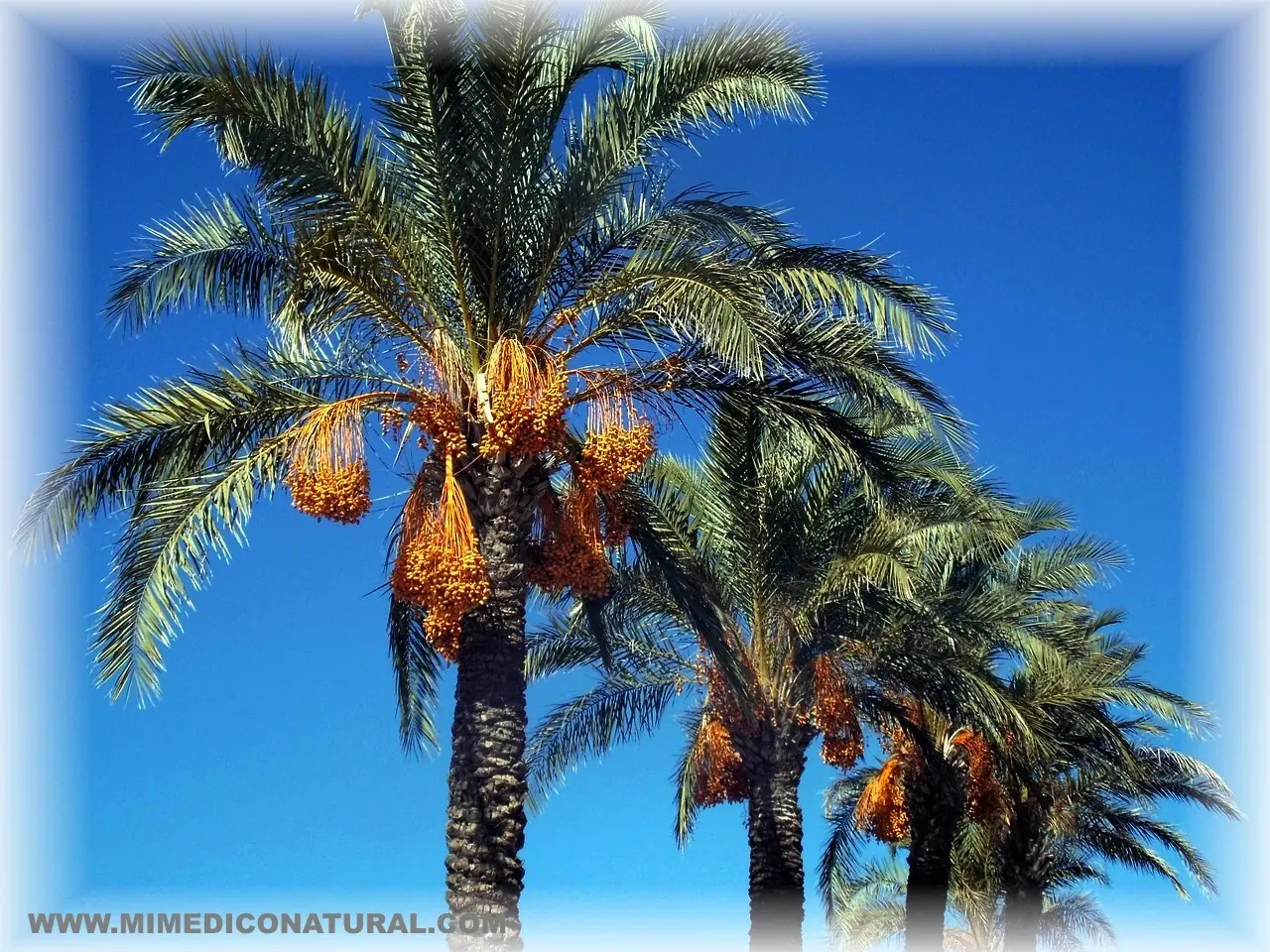 Imaginabas Tantos Beneficios de una Palmera?