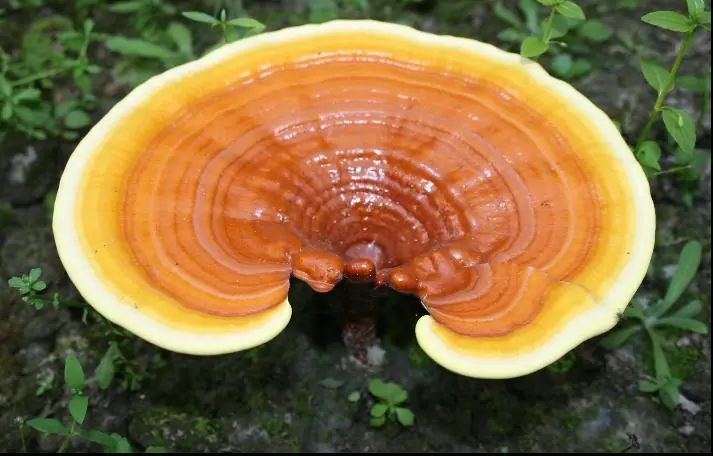 Conoces el ganoderma? cafe saludable
