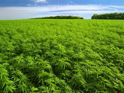 Aprobacion Ley Auto cultivo de marihuana