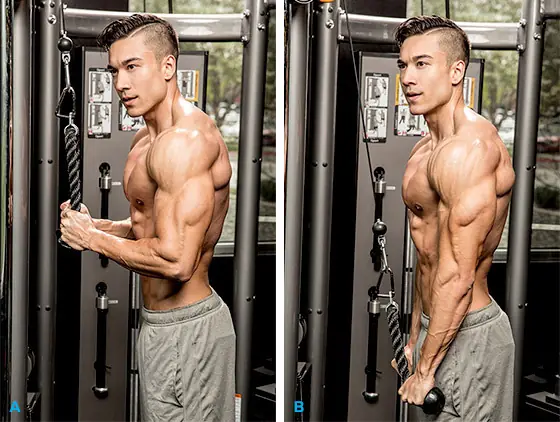 triceps