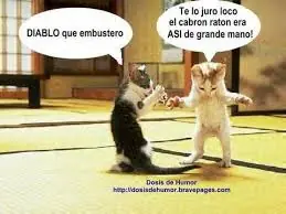 Imagenes Graciosas de Gatos xD