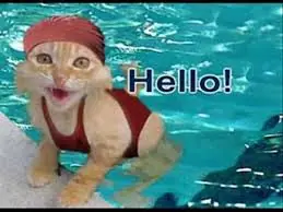 Imagenes Graciosas de Gatos xD